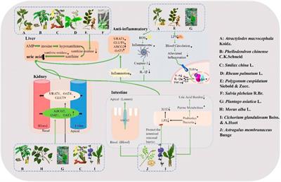 Research progress of treating hyperuricemia in rats and mice with traditional Chinese medicine